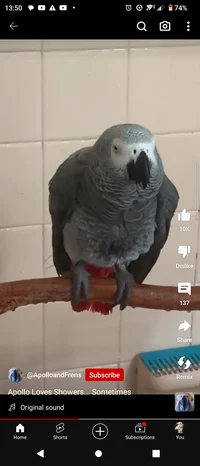 Apollo the Parrot