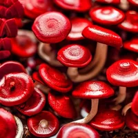 Para-blood infection