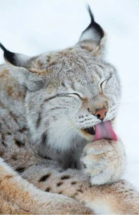 Lobo