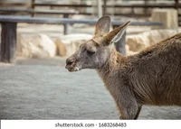 Miserable kangaroo 