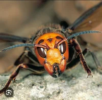 Murder hornets