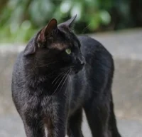 Stray Black Cat