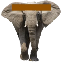 The Elephant 