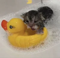 Bathing cat