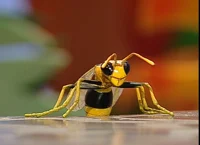 Winnie the Wasp