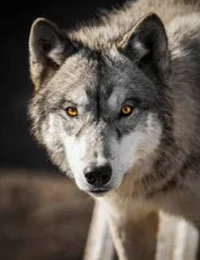 Wolf changer 