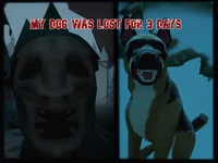 My Dog was Lost
