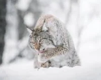 Wild Lynx