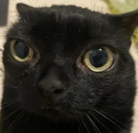 Cat simulator