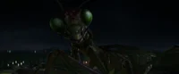 The Mantis