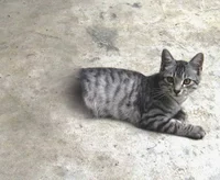 Josie The Half Cat 