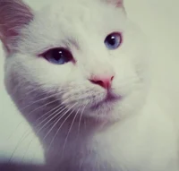 Minette the Vibe Cat