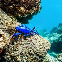 Blue lobster 2
