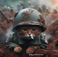 cat from war