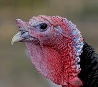 A Turkey
