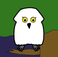 Momo the snowy owl