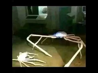 Japanese Spider crab