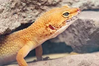 -Leopard Geckos-