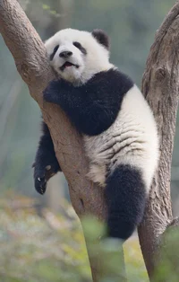 Panda cub