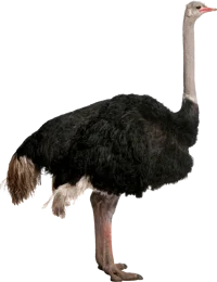 The Ostrich