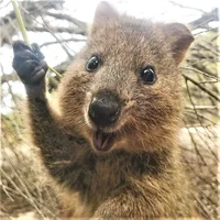QUOKKA