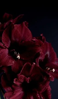 Amaryllis