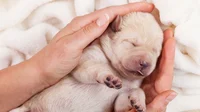 Newborn Puppy