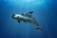 Menow the vaquita