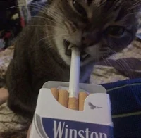 Cigarette Cat