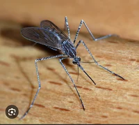 Mosquito