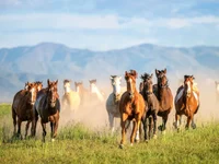 Horse Herd