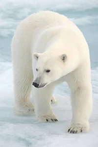 Polar bear