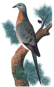 Passenger Pigeon 