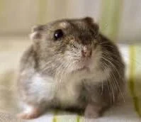dwarf hamster