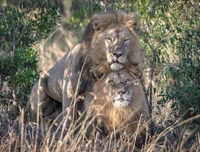 Two Lions