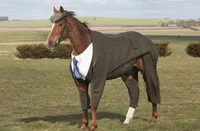 Horse in coat