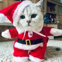 cat santa