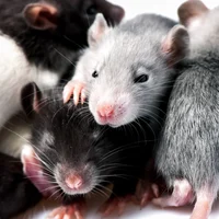 Yummy rats