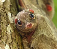 Sunda flying lemur