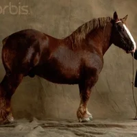Brown Draft Horse 