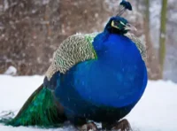 Phat Peacock
