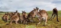 Kangaroo island 