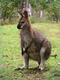 Wallaby
