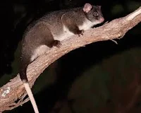 Possum
