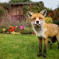 Fox