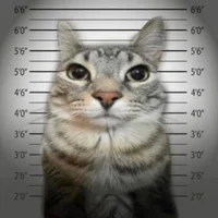 Cat In Jail