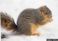 Fox Squirrel