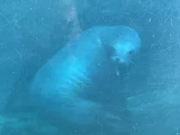 A judge-Able Sealion
