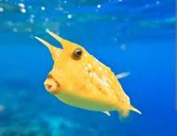 Cowfish 