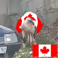 Canadian pig